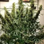 Насіння конопель KOSHER CAKE Auto від Fast Buds
